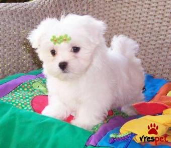 Ράτσα: Μαλτέζ - Maltese | Ηλικία: 2,5 μηνών | Φύλο: Θηλυκό | Αρ. Microchip: 900379020500 | Ιδιώτης | Εκπαιδευμένο | Pedigree | Περιοχή: Αθήνα, Αττική